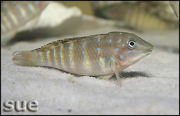 Tanganicodus cf. irsacae 'Kiku'